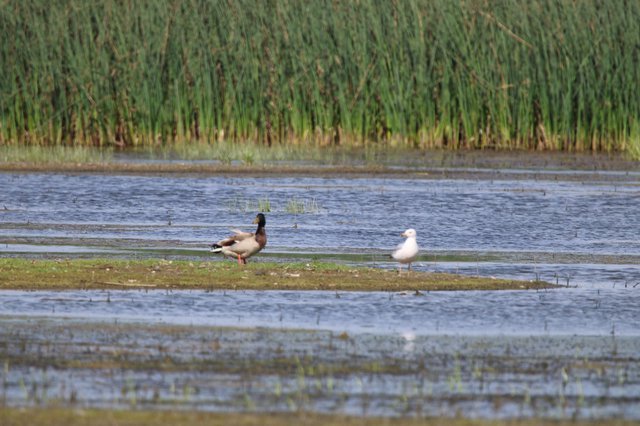 Duck and Gull Resting in Flooded Wetland Rice Field