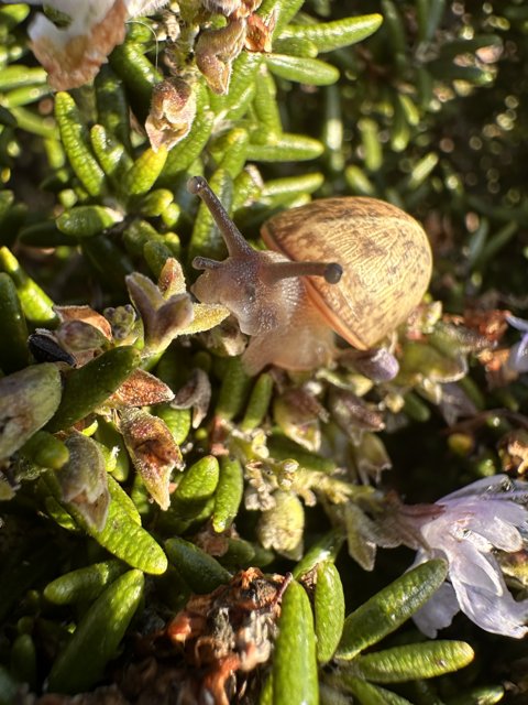 Serene Snail Stroll