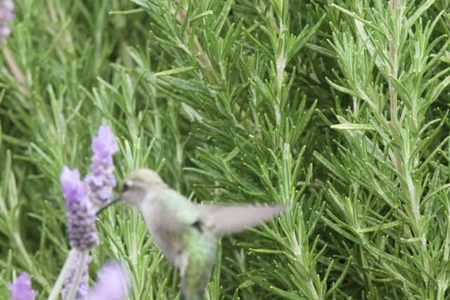 Dance Among the Herbs