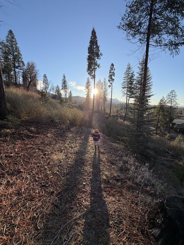 Child Bathed in Golden Backlight Among Sierra Pines