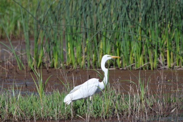 Great Egret Hunting in Wetland Rice Fields