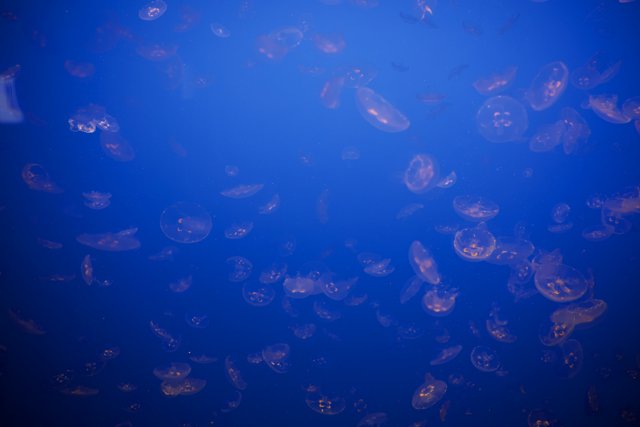Jellyfish Ballet at Monterey Bay