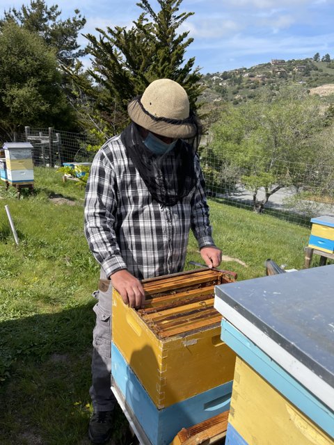 Beekeeping in the Californian Countryside