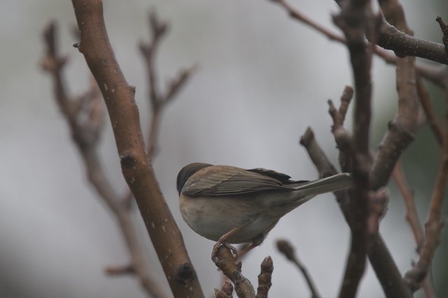 Dark-Eyed Junco Perched on Winter Branch