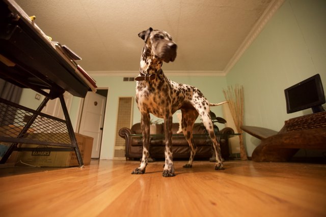 Canine Comfort on Hardwood Floor