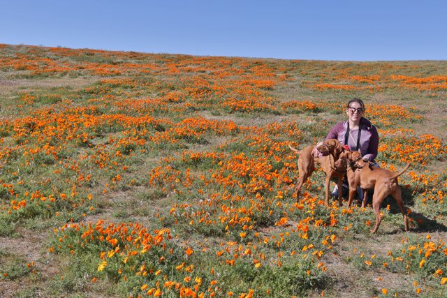 Woman and Her Pups in a Sea of Orange