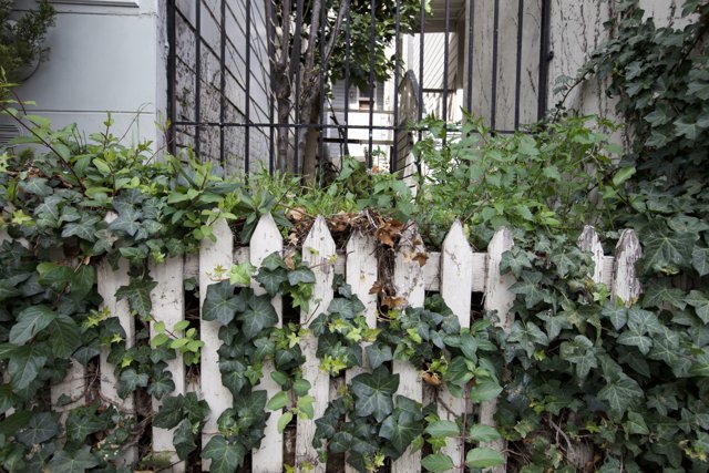 Ivy-Covered Picket Fence in a Lush Backyard