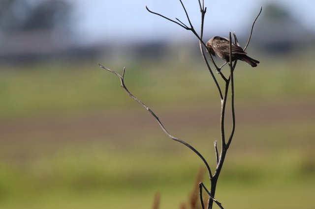 Solitary Sparrow Perched on Bare Branch at Dusk