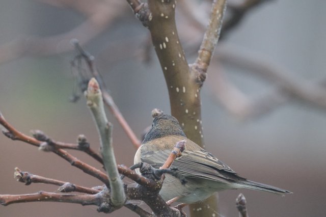 Dark-eyed Junco Perched on Winter Branch