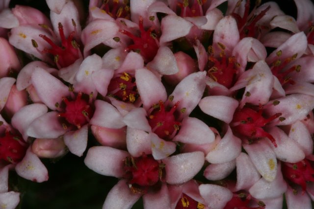 Pink Petals with Red Centers