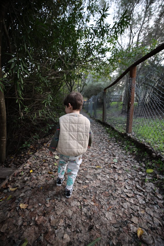 Child Exploring Autumn Path Between Trees and Fence
