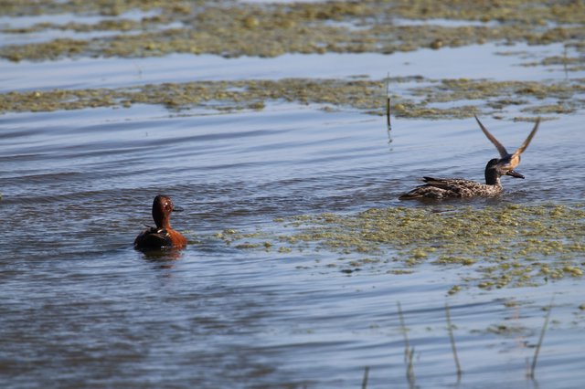 Cinnamon Teal and Northern Shoveler in Wetland Habitat