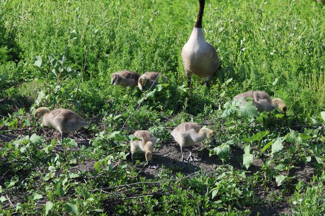 Canada Goose Family Foraging in Wetland Meadow