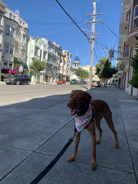 City Pup on Parade