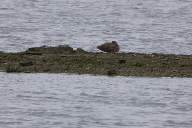 Tranquil Waterside Rest