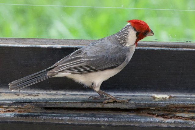Crimson Crown: A Finch at Honolulu Zoo