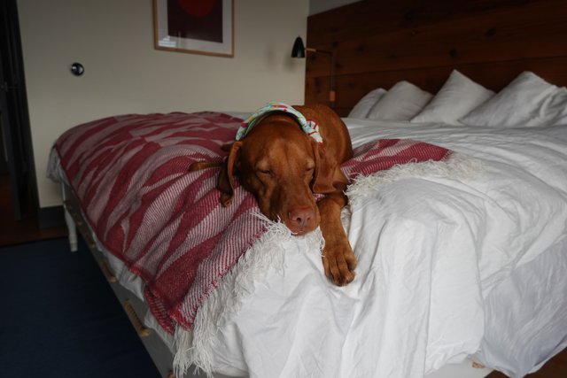 Cozy Canine Resting on Plush Bedding