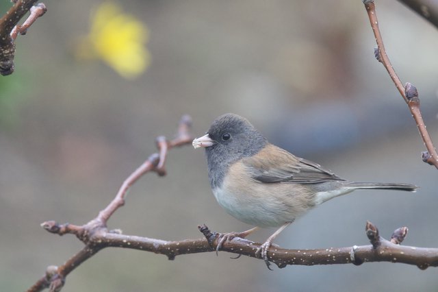 Dark-Eyed Junco Perched on Winter Branch