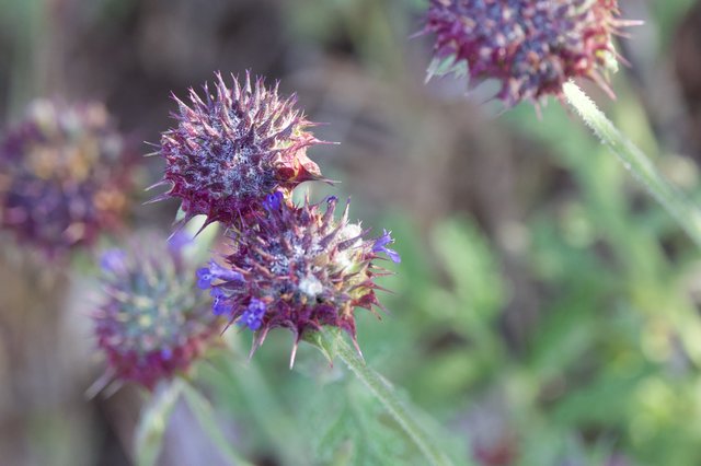 Purple Sage Blooms Along Mount Diablo Trails