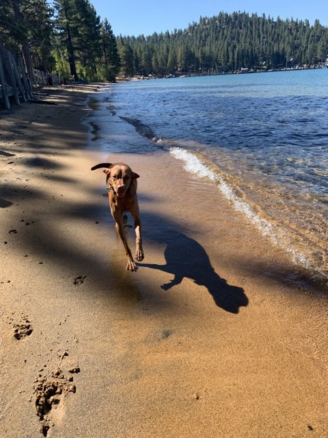 Canine Adventure on the Shores of Zephyr Cove