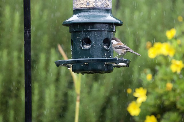 Small Bird at Feeder in the Rain