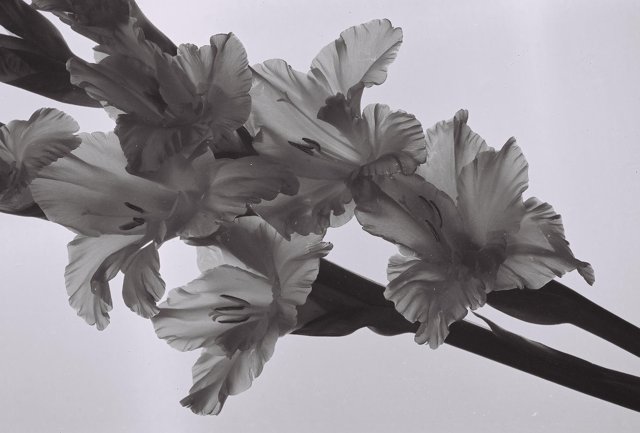 Monochrome Blooms