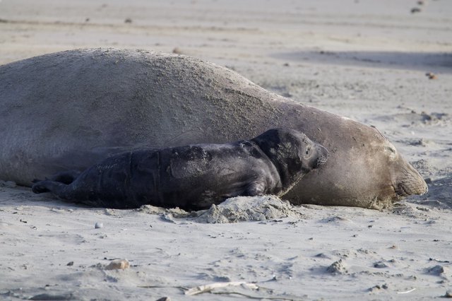 Elephant Seal Mother and Pup Resting on Beach