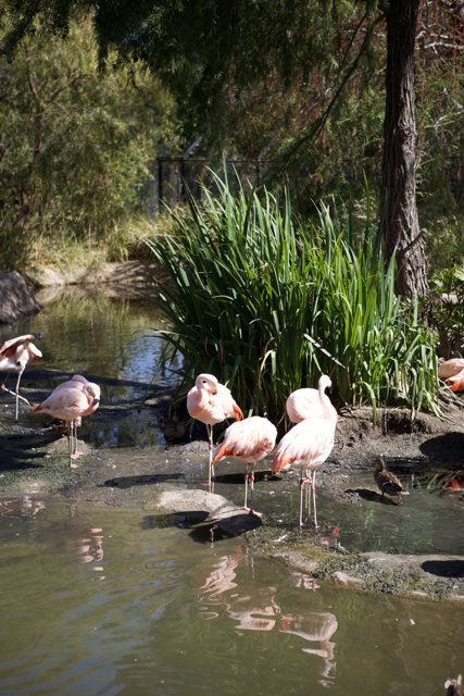 A Flock of Flamingos in Their Natural Habitat