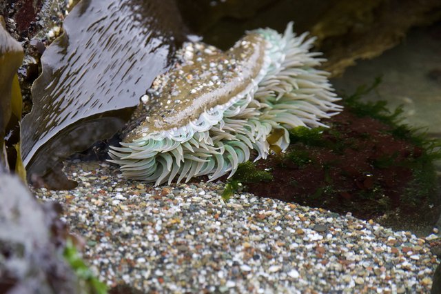 Sea Anemone Unfurled in Rocky Tidal Pool