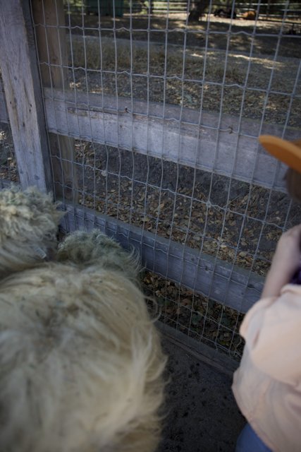 Curious Companions at Carmel Valley