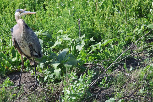 Great Blue Heron Standing Among Wetland Vegetation