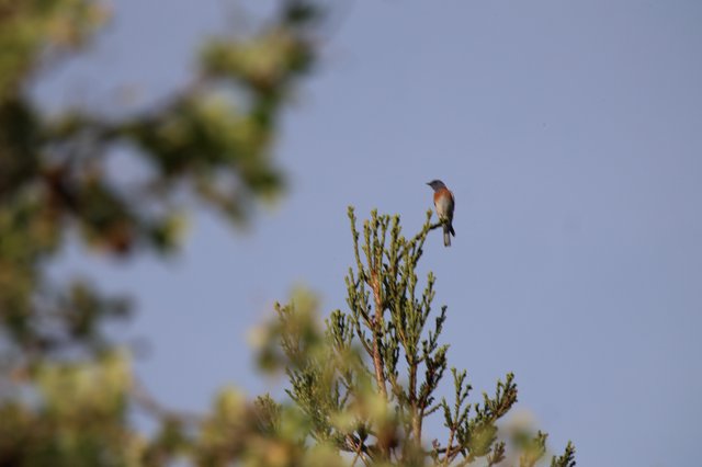 Western Bluebird Perched on Evergreen Branch at Dusk