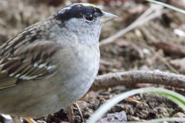 Curious Sparrow