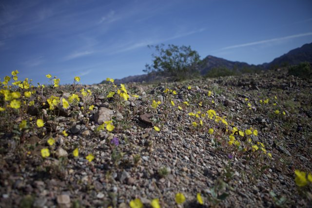 Sunny Blooms in the Barren Landscape