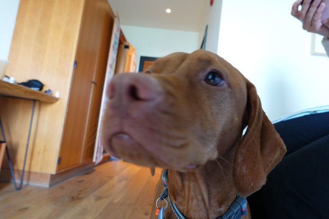 Close-up Portrait of Brown Dog Looking Up