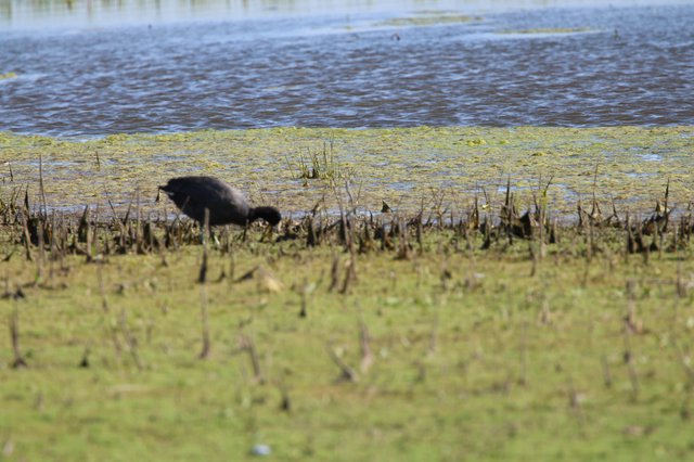 Solitary Crow Foraging in Flooded Wetland Marsh
