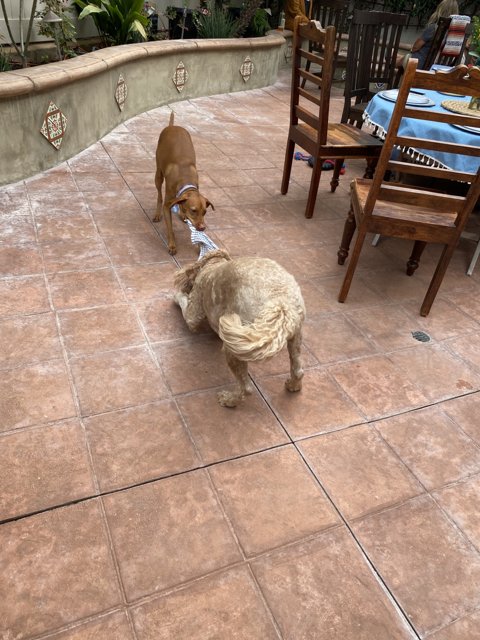 Dog Duo on the Patio