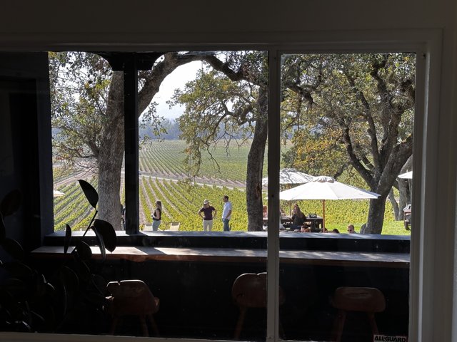 A Window into the Vineyard