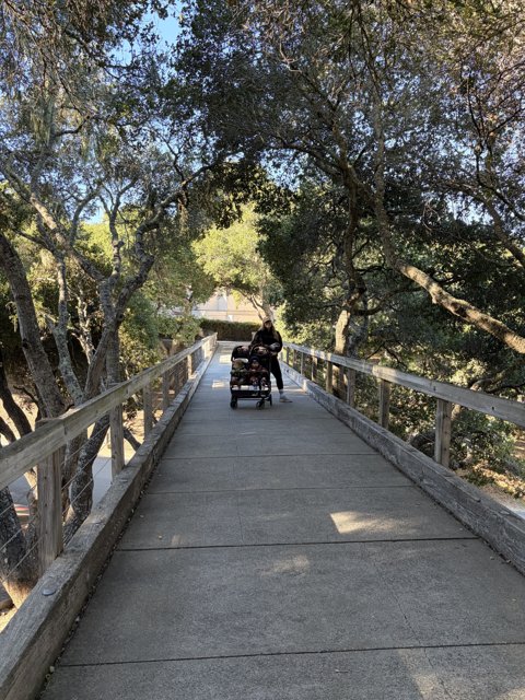 Stroll Through Carmel's Canopy