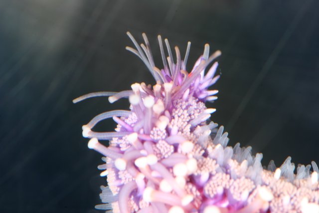 Purple Sea Anemone with White Flowers