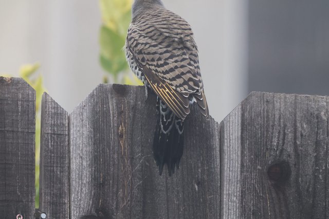 Juvenile Sharpie Perched on Weathered Garden Fence