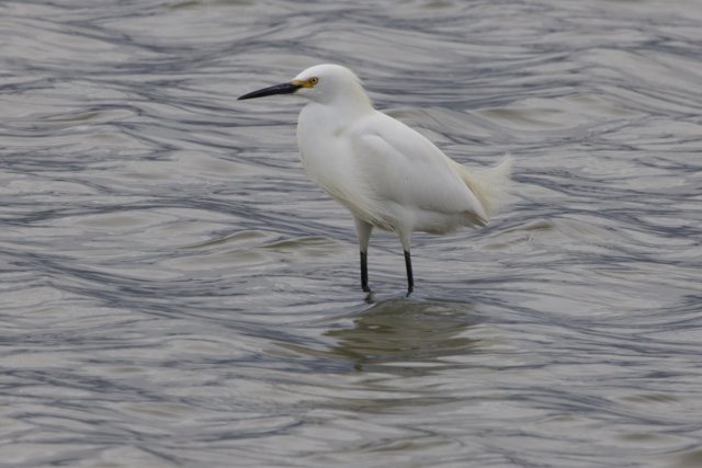 Graceful Presence in San Pablo Bay