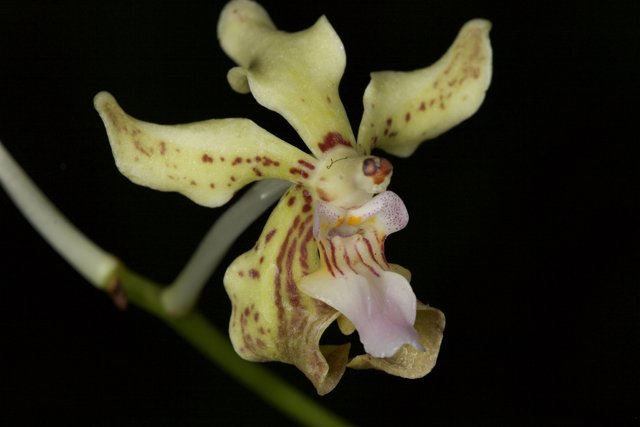 Sunny Orchid with Brown Speckles