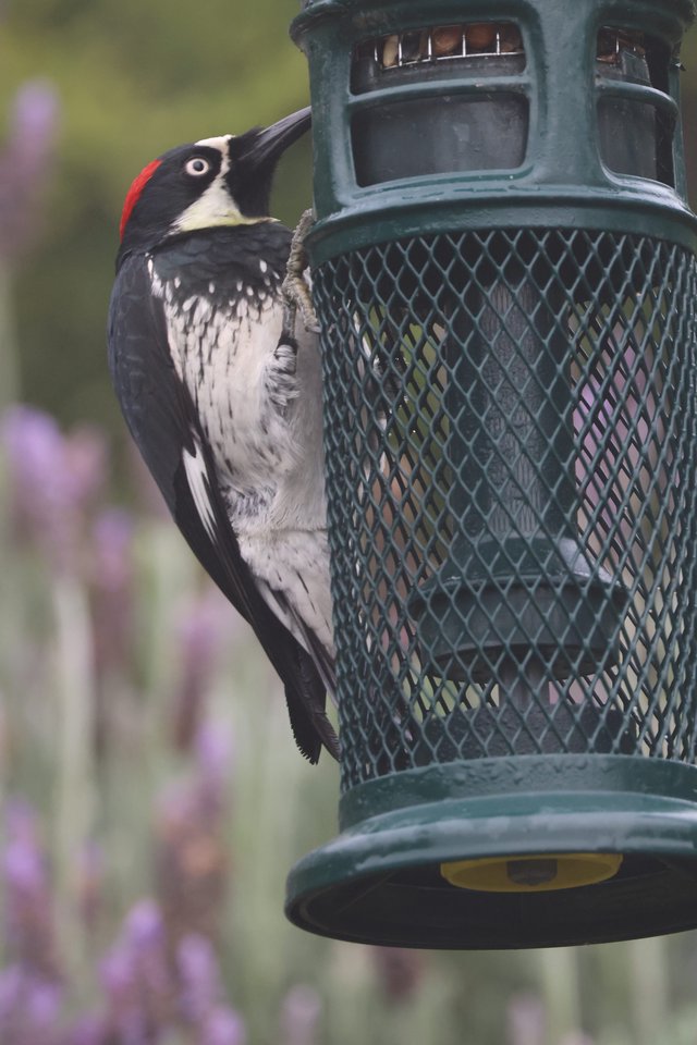 Acorn Woodpecker Feeding at Garden Bird Feeder