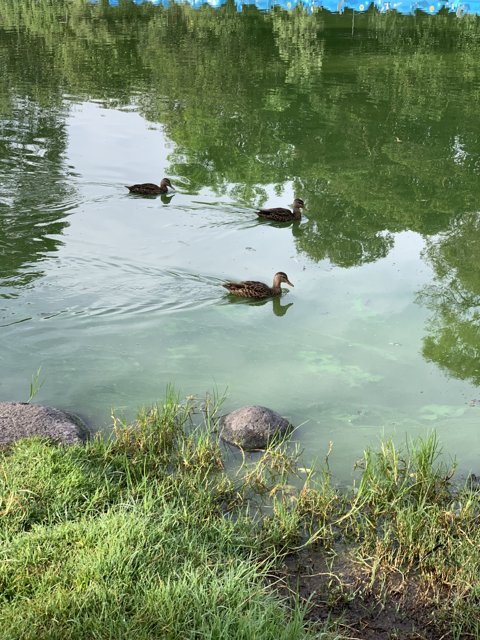 Paddle of Ducks in Tranquil Pond