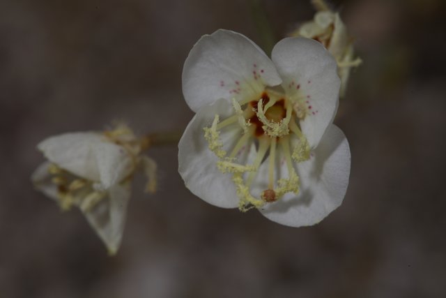 White Flower with Yellow Stamens