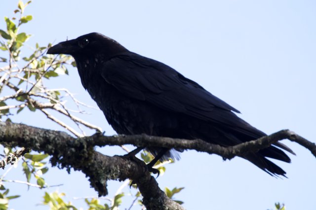 Raven Perched Regally on Ancient Oak Branch