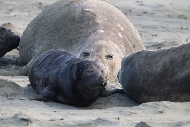 Northern Elephant Seal Mother with Nursing Pups on Beach