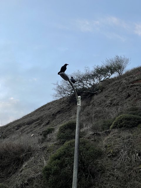 A Blackbird on a San Francisco Street Light Pole