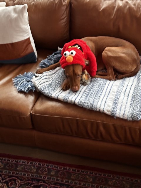 Elmo Dog on a Couch